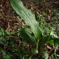 Geodorum densiflorum (Lam.) Schltr.